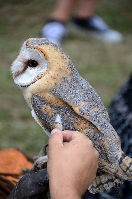 ../Images/Zondag Castlefest 2015 014.jpg